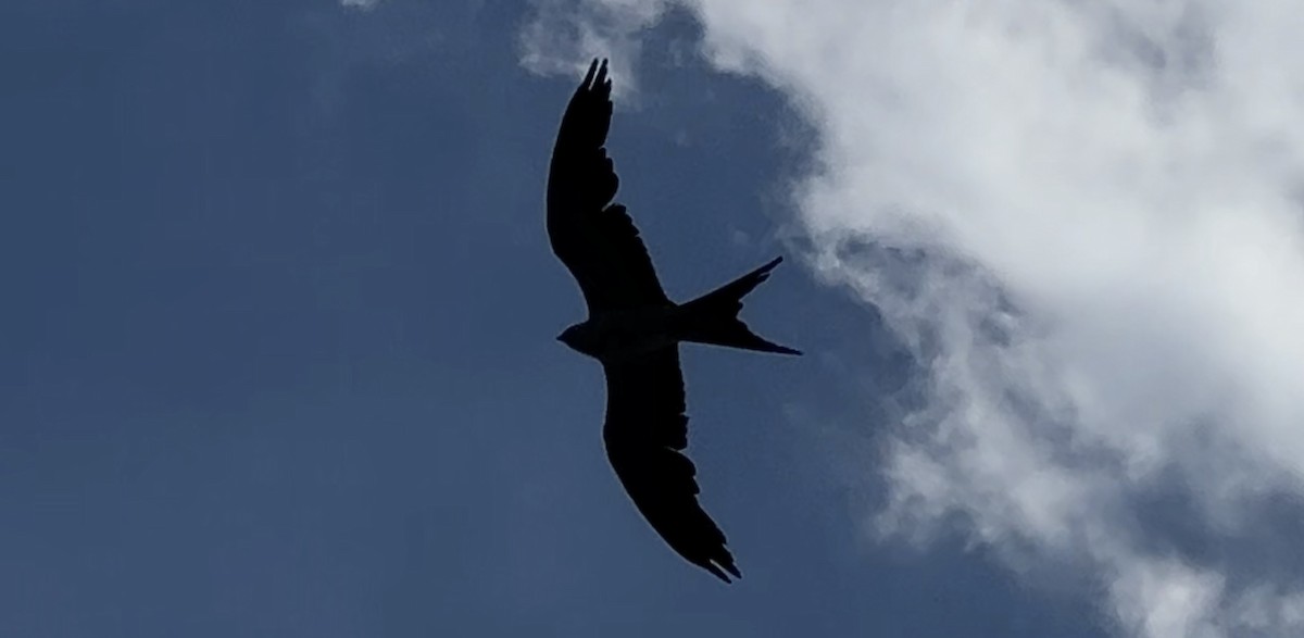 Swallow-tailed Kite - ML619759081