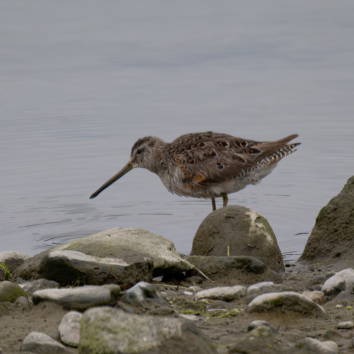 Long-billed Dowitcher - ML619759085