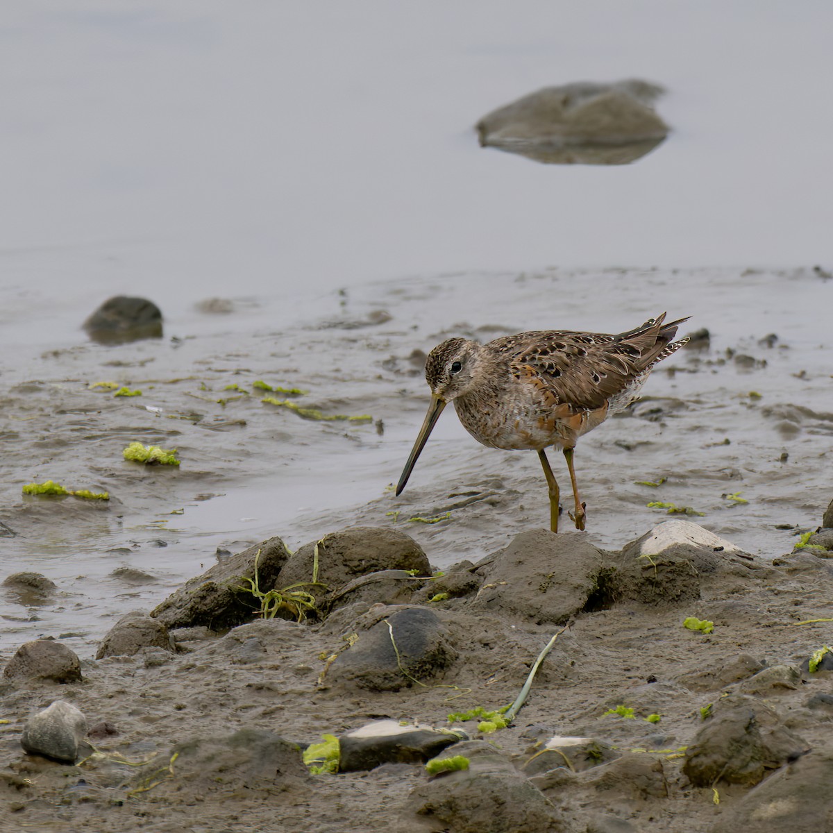 Long-billed Dowitcher - ML619759088