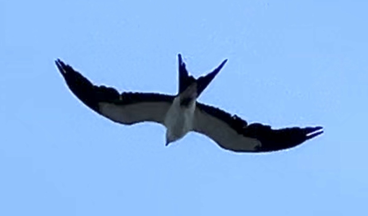 Swallow-tailed Kite - ML619759094