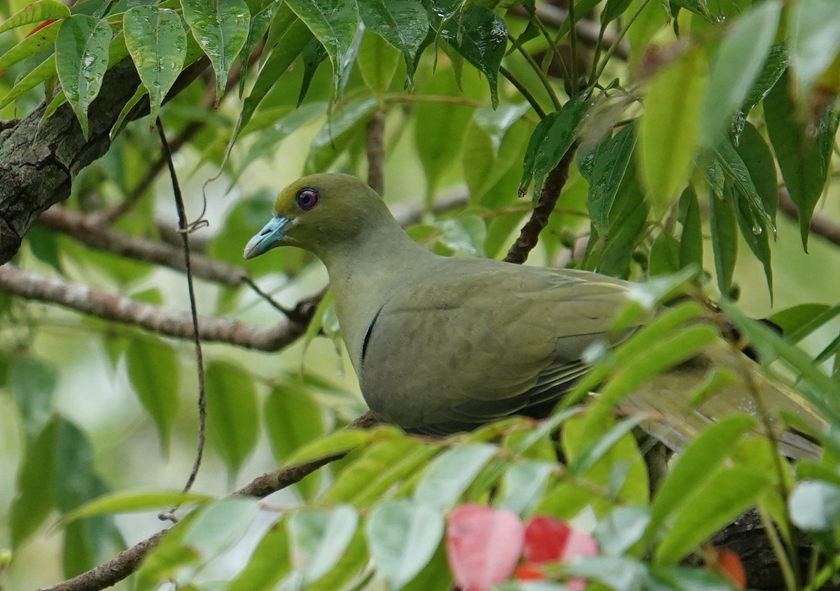 Whistling Green-Pigeon (Ryukyu) - ML619759103