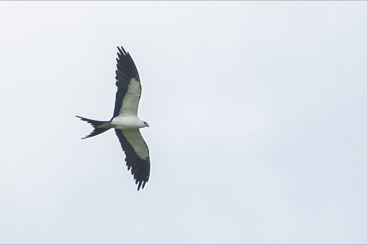 Swallow-tailed Kite - ML619759106