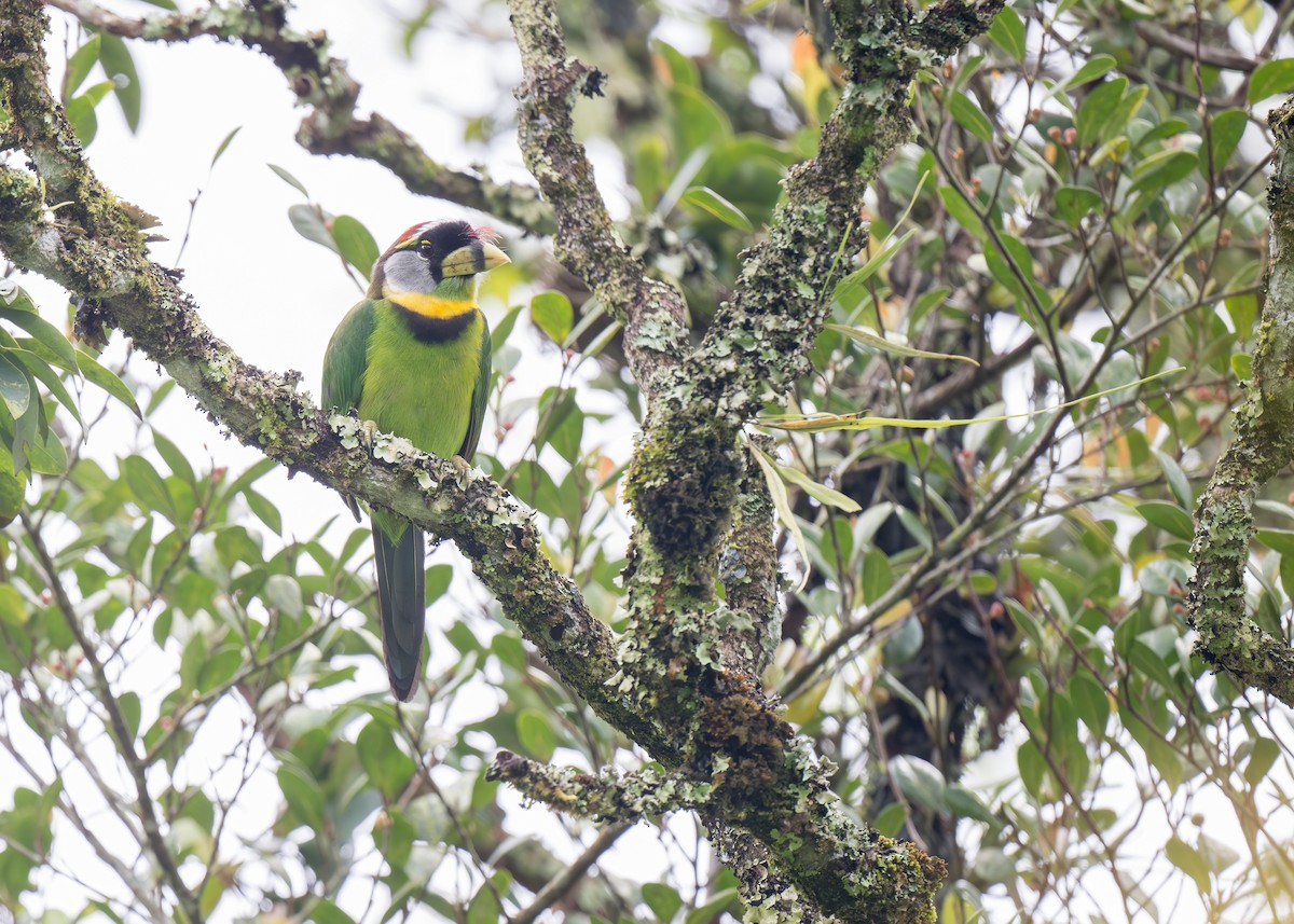 Fire-tufted Barbet - ML619759108
