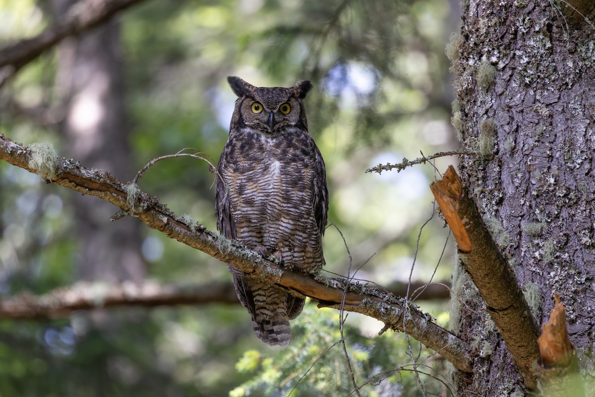 Great Horned Owl - ML619759110