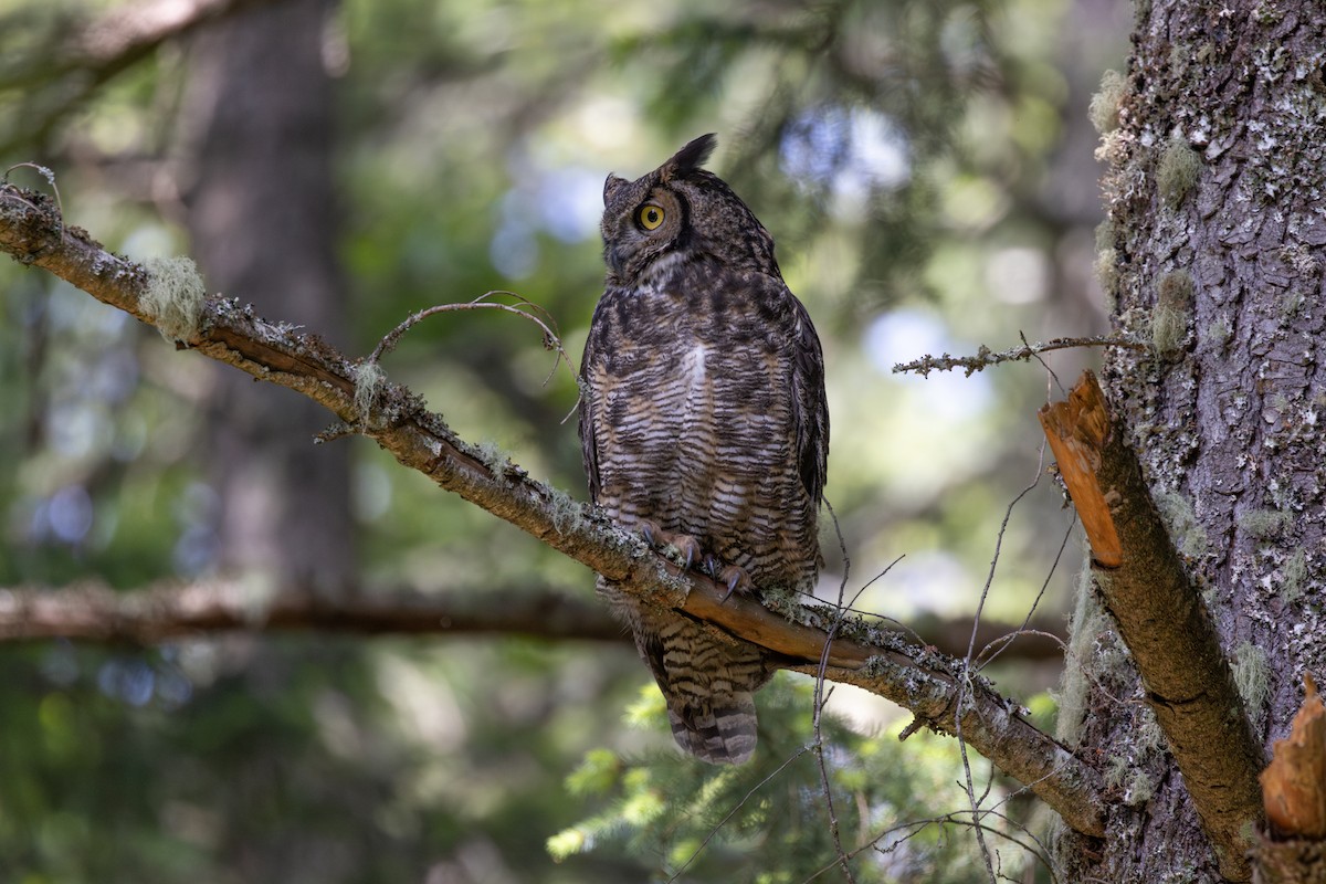 Great Horned Owl - ML619759111