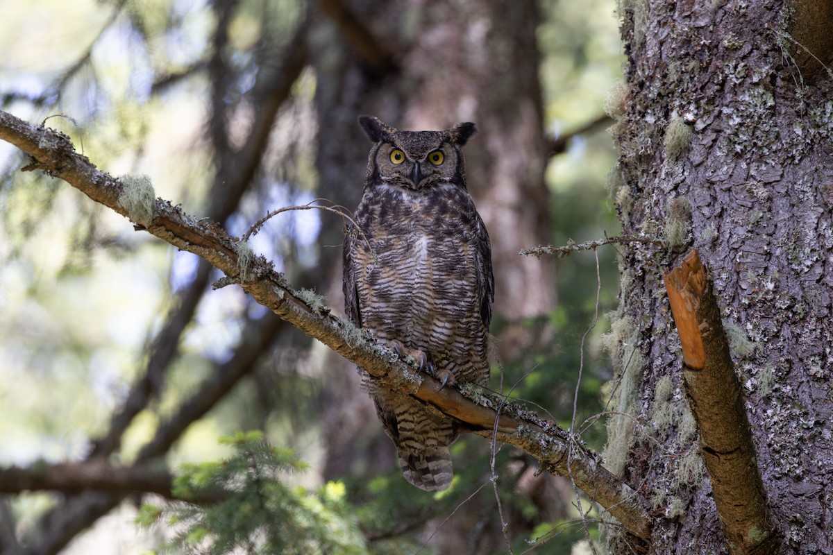 Great Horned Owl - ML619759112