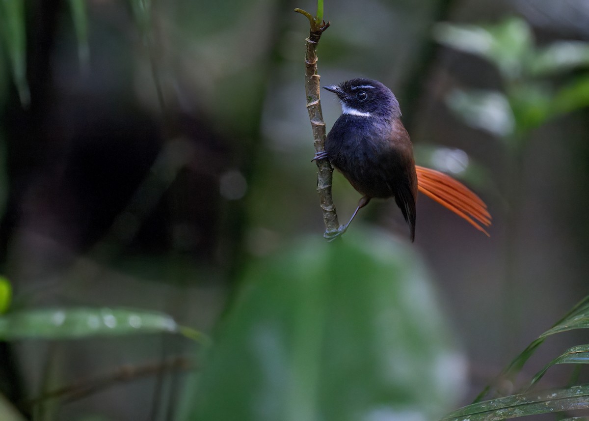 Rufous-tailed Fantail - ML619759119