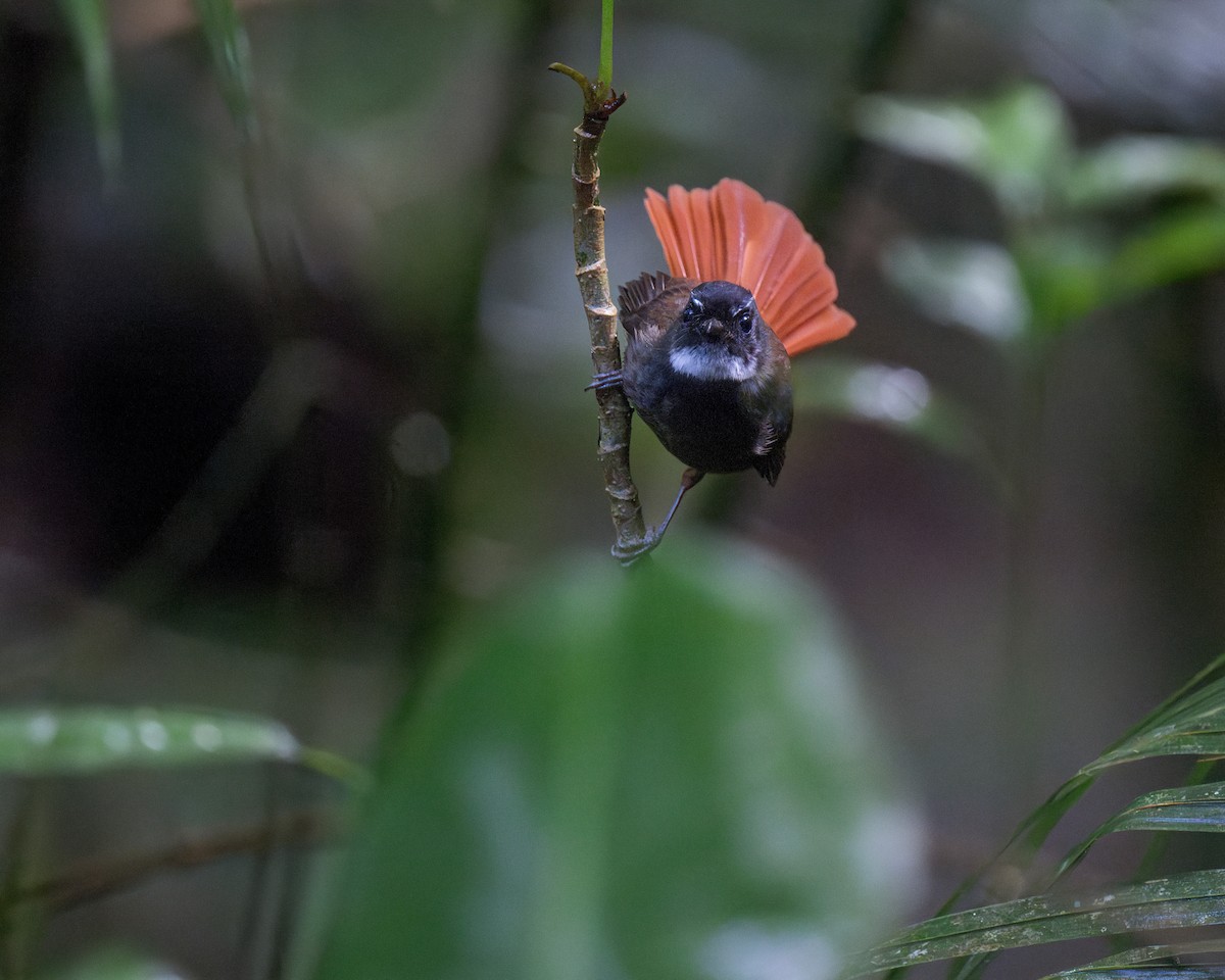 Rufous-tailed Fantail - ML619759120