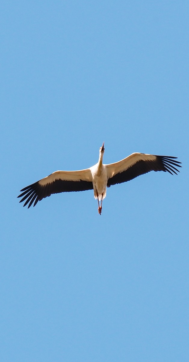 White Stork - ML619759199
