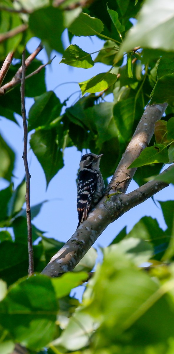 Lesser Spotted Woodpecker - ML619759207