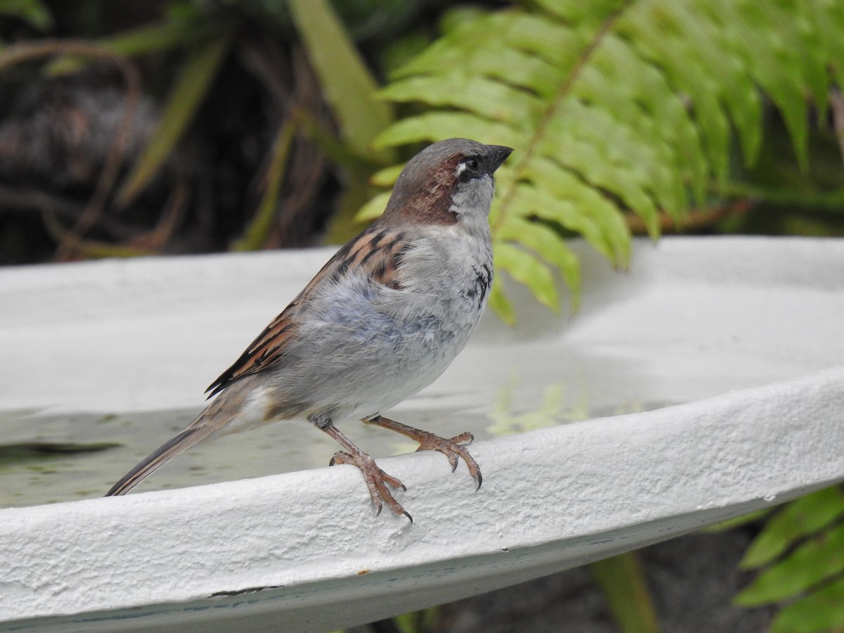 House Sparrow - ML619759208
