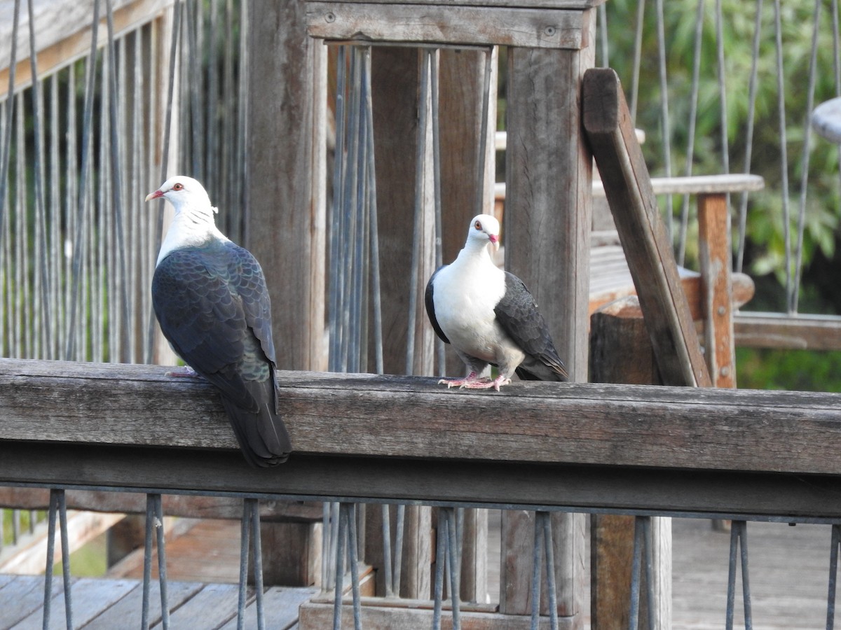 White-headed Pigeon - ML619759217