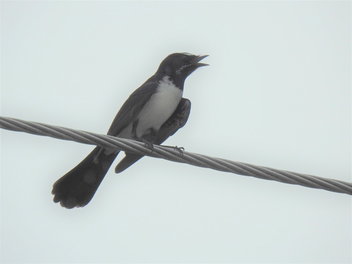 Willie-wagtail - ML619759254
