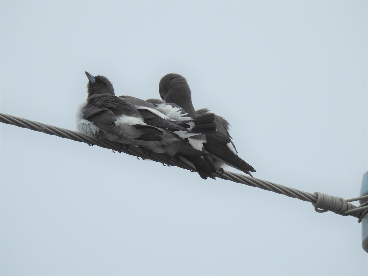 白胸燕鵙 - ML619759267