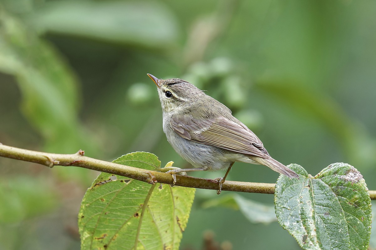 Two-barred Warbler - ML619759269