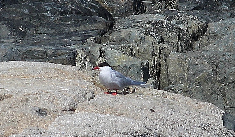 Arctic Tern - ML619759271