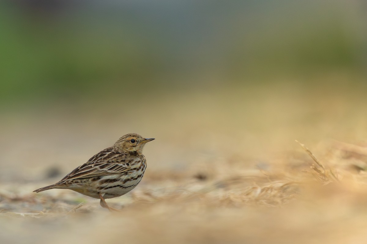 Red-throated Pipit - ML619759301