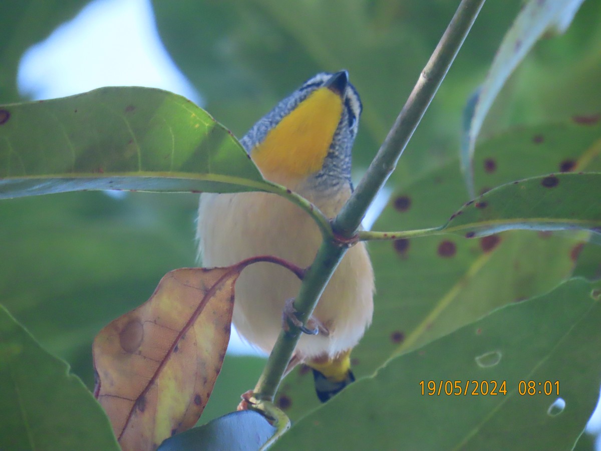 Spotted Pardalote - ML619759336