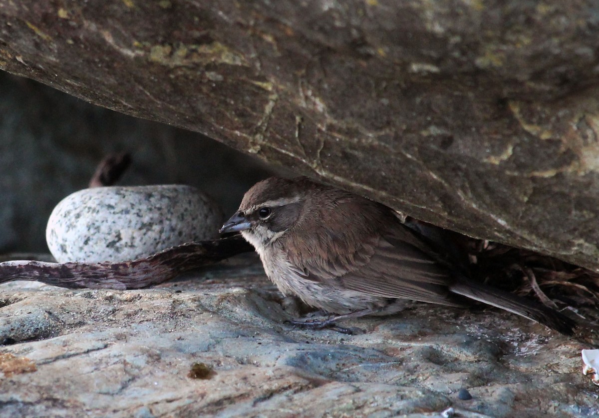 Black-throated Sparrow - ML619759344