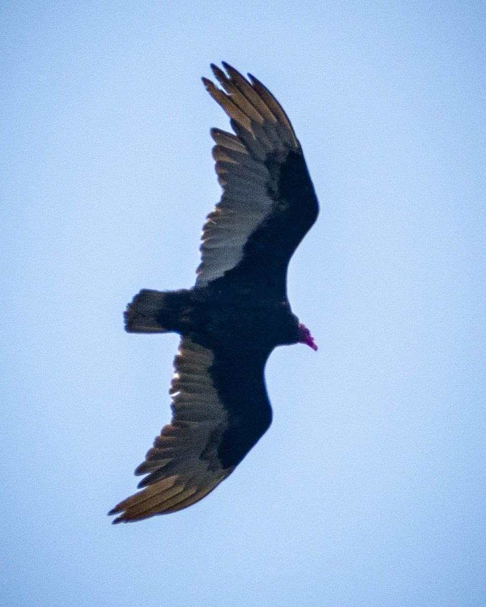 Turkey Vulture - ML619759347