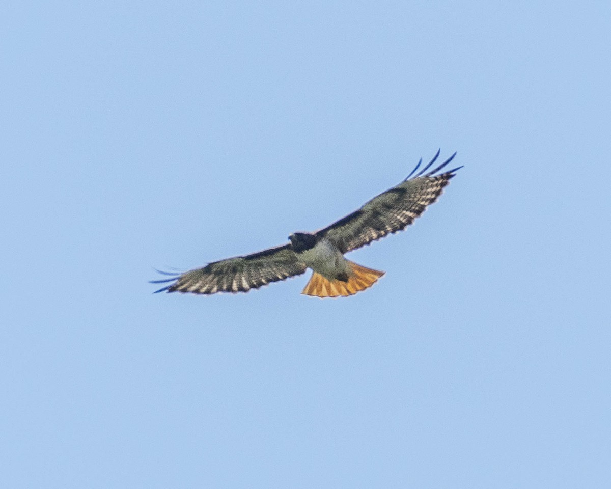 Red-tailed Hawk - ML619759350