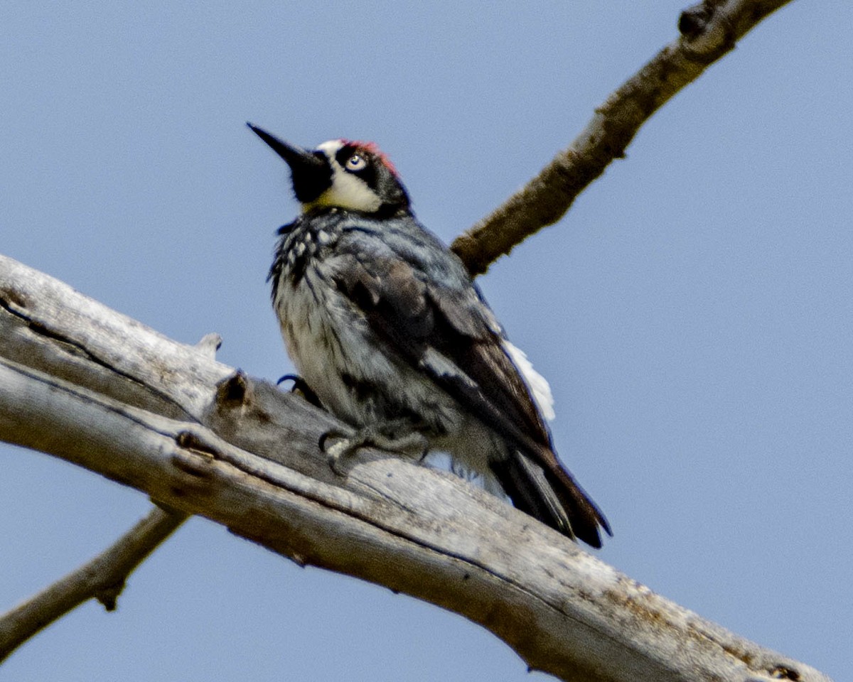 Acorn Woodpecker - ML619759357