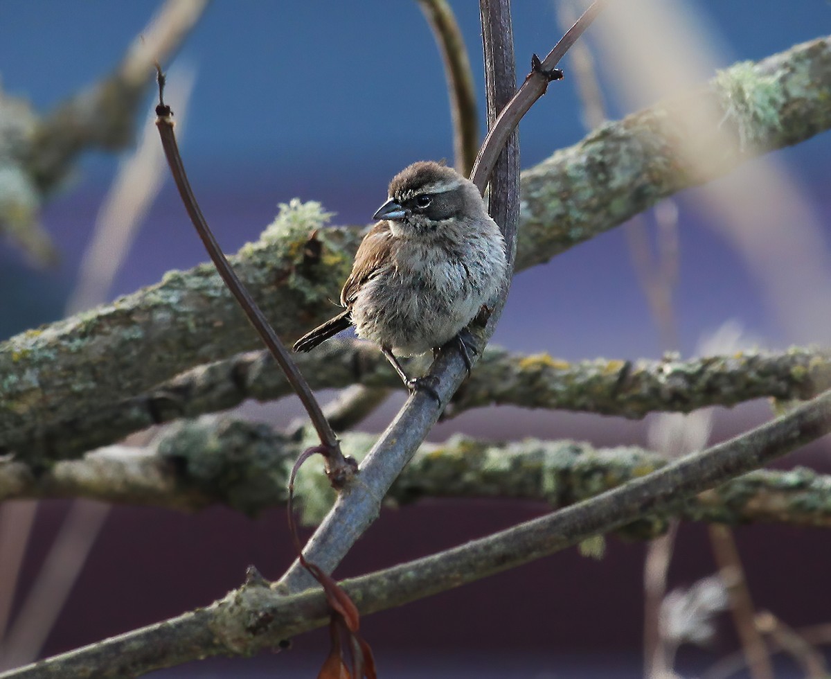 Black-throated Sparrow - ML619759359