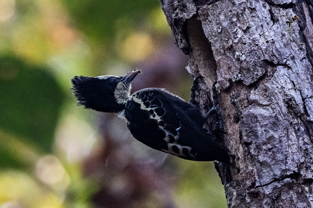Heart-spotted Woodpecker - ML619759374