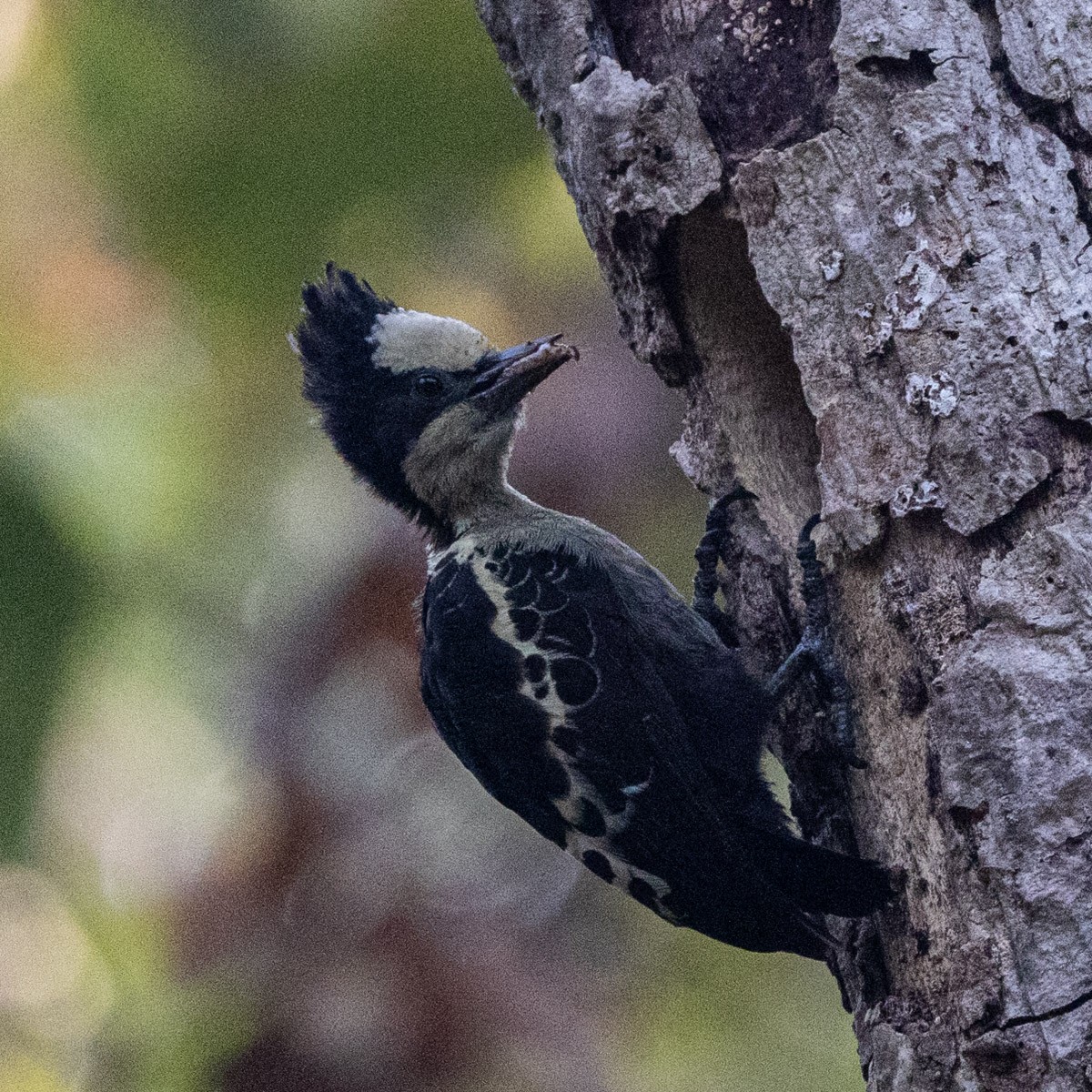 Heart-spotted Woodpecker - ML619759376