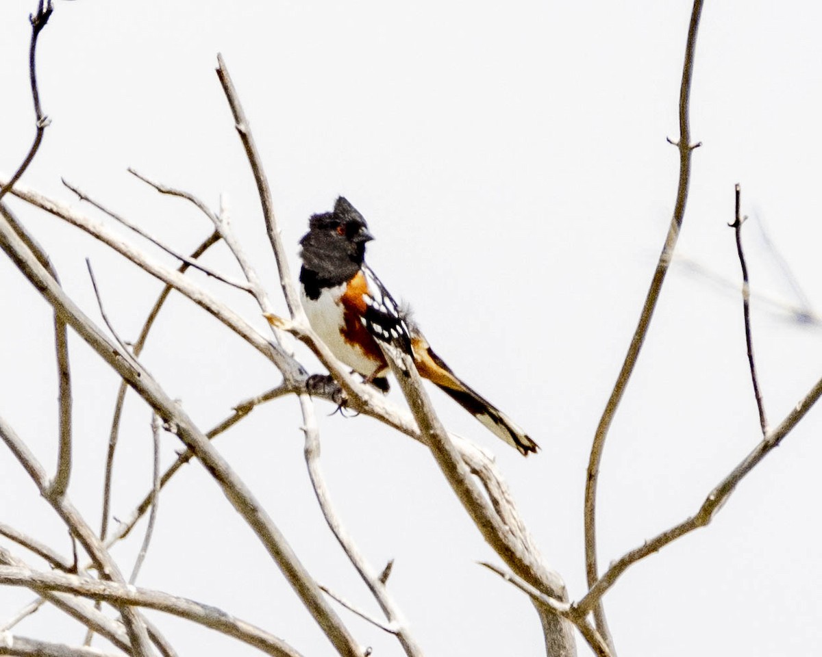 Spotted Towhee - ML619759423