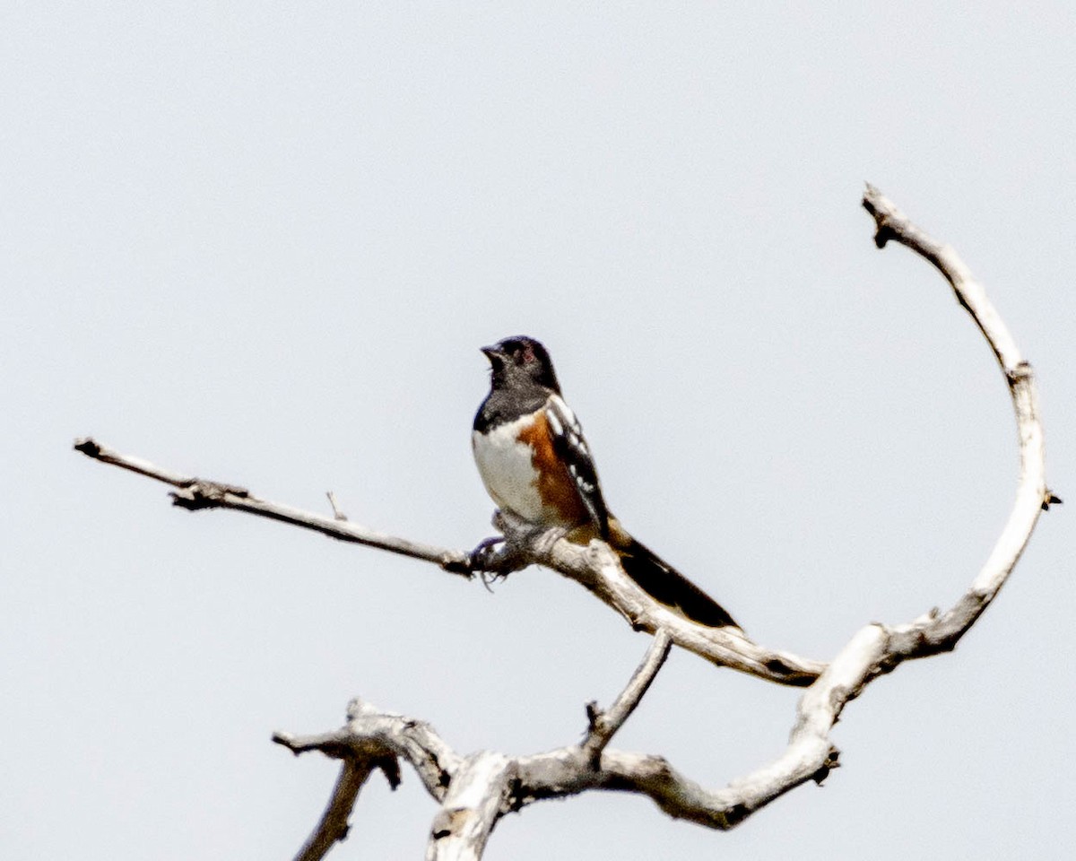 Spotted Towhee - ML619759424