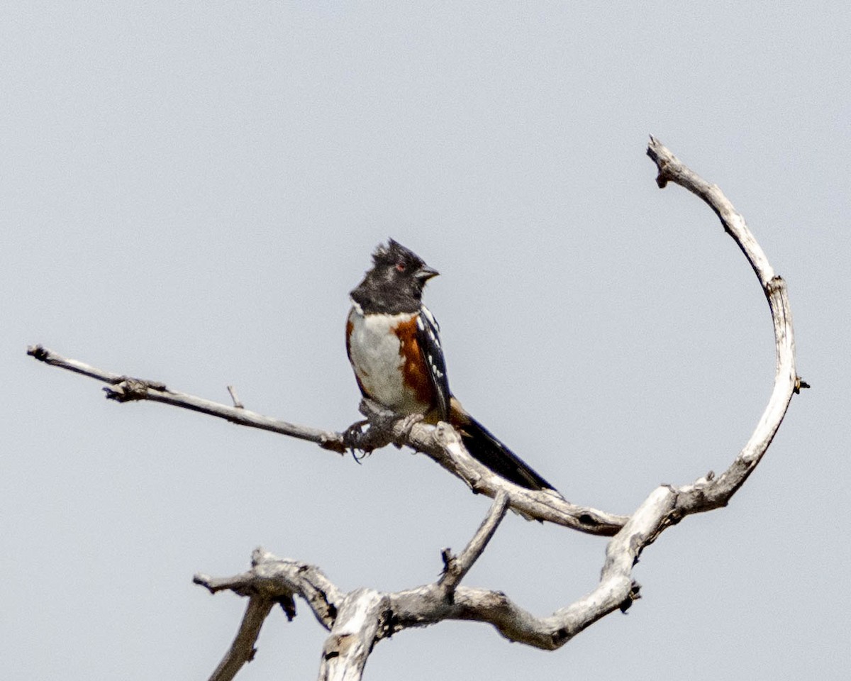 Spotted Towhee - ML619759425