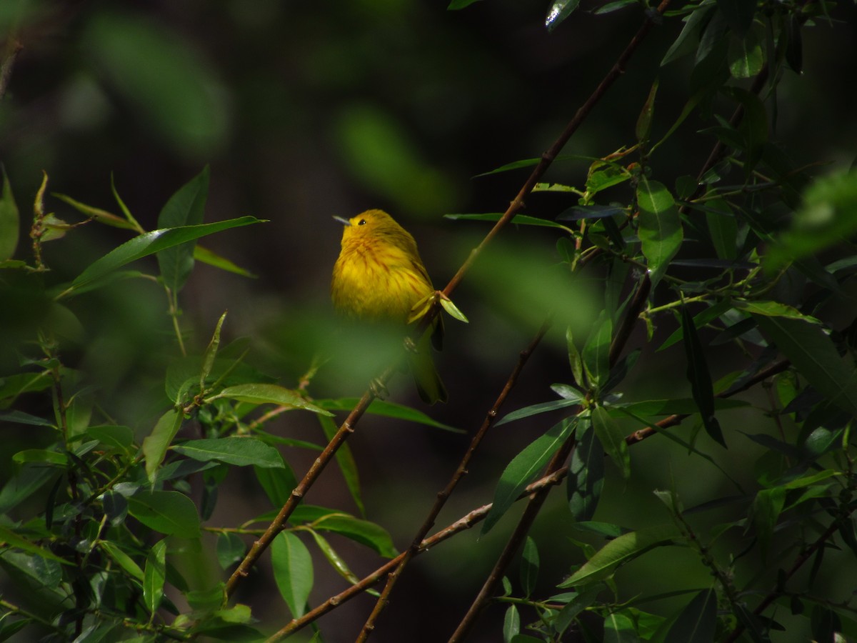 Yellow Warbler - ML619759458