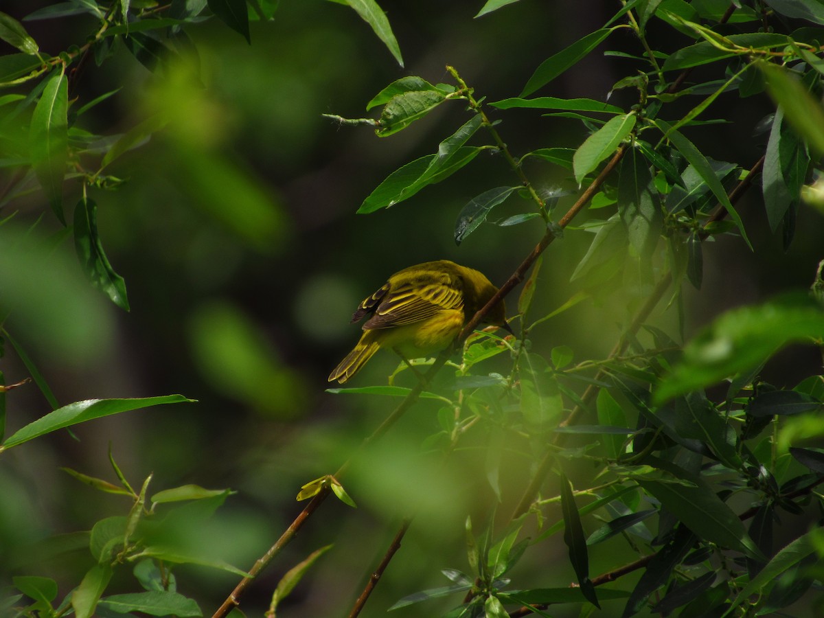 Yellow Warbler - ML619759459