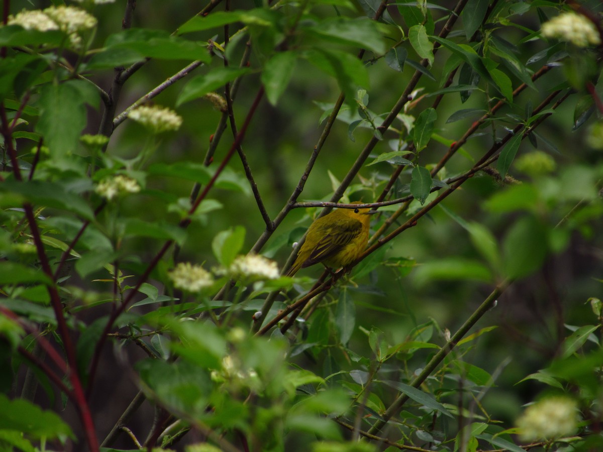 Yellow Warbler - ML619759460