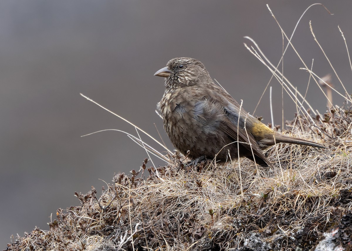 Red-fronted Rosefinch - ML619759464