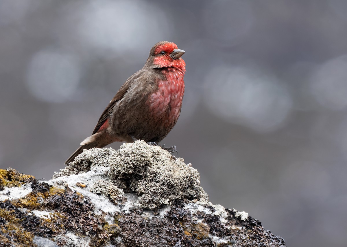 Red-fronted Rosefinch - ML619759465