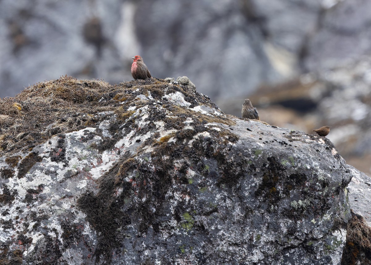 Red-fronted Rosefinch - ML619759469
