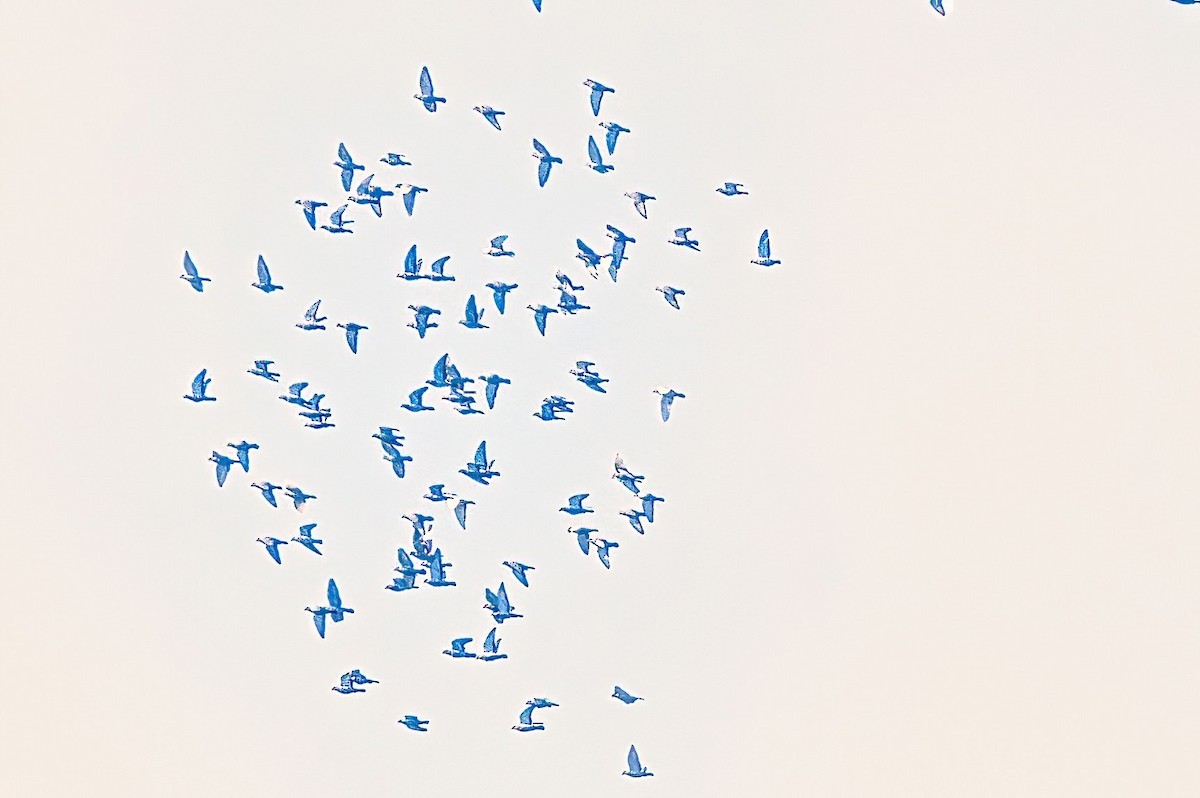 holub skalní (domácí) - ML619759479