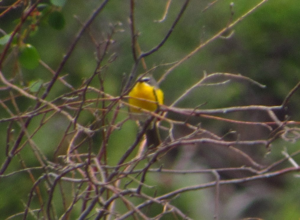 Yellow-breasted Chat - ML619759491