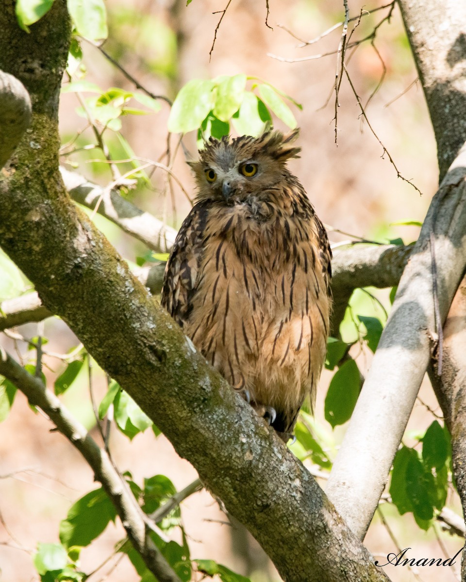 Tawny Fish-Owl - ML619759500