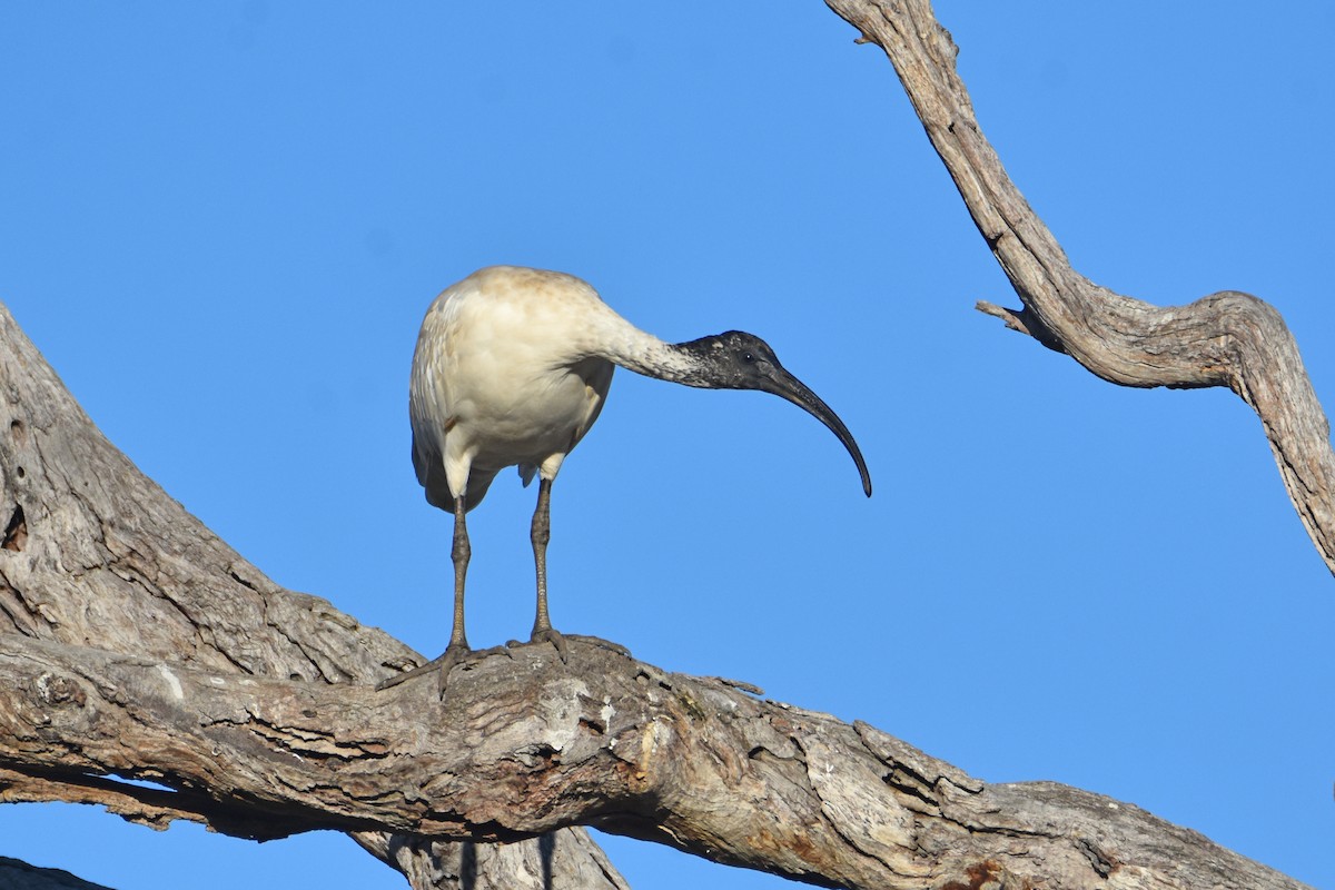 ibis australský - ML619759517