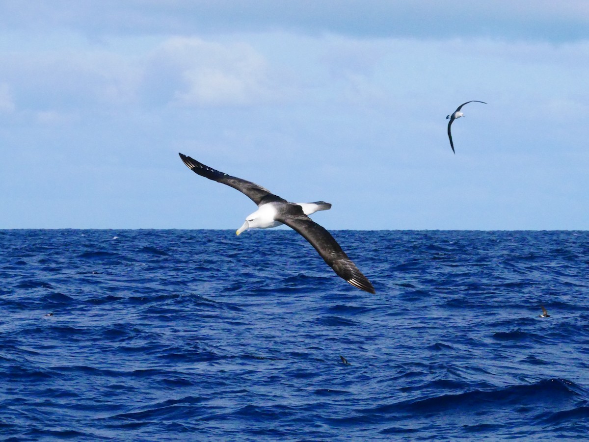 White-capped Albatross - ML619759548