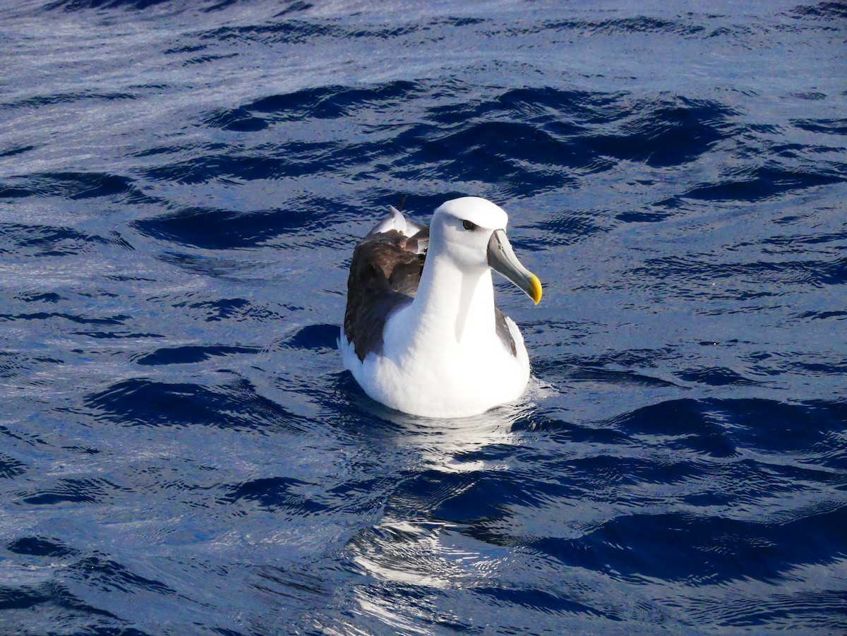 albatros šelfový - ML619759553