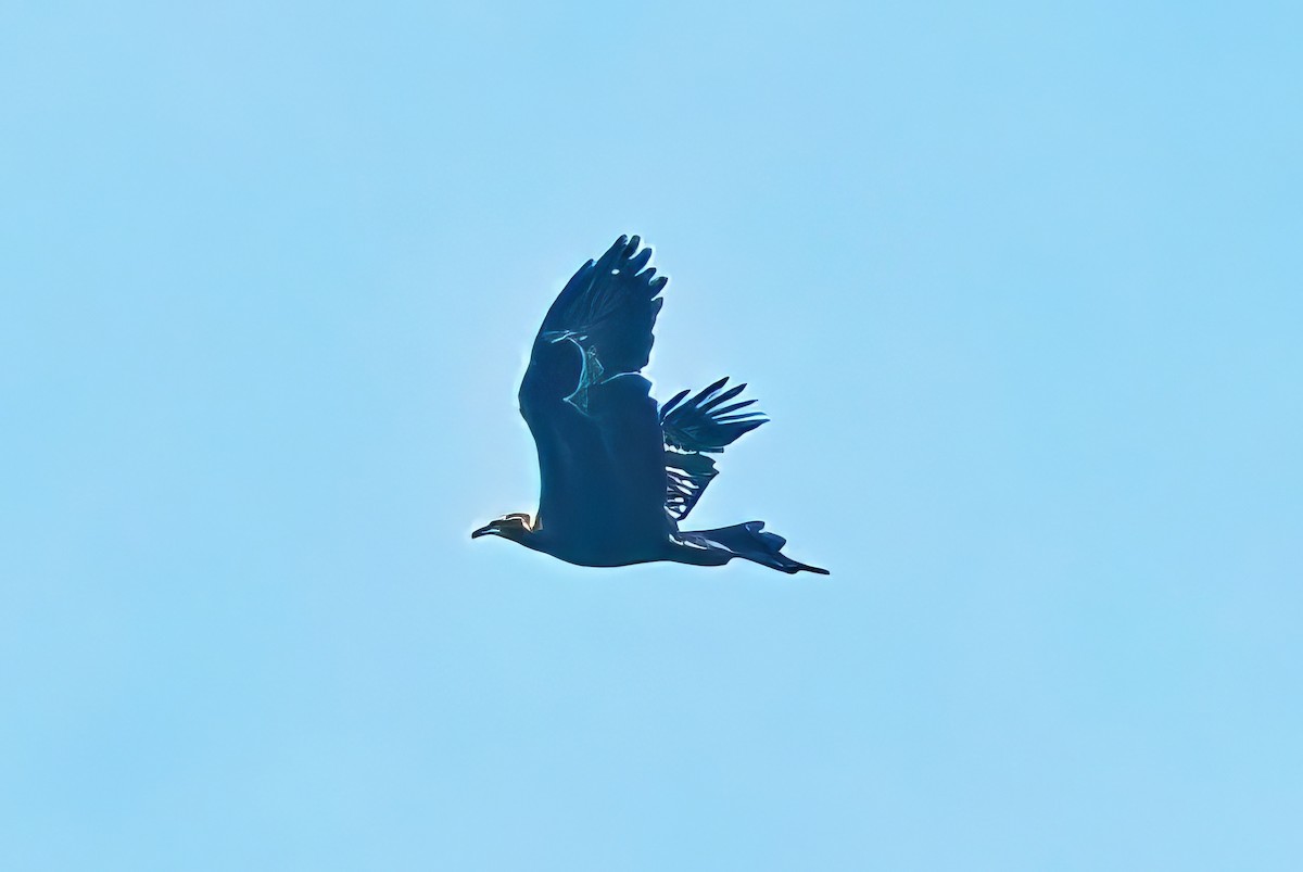 Wedge-tailed Eagle - ML619759561