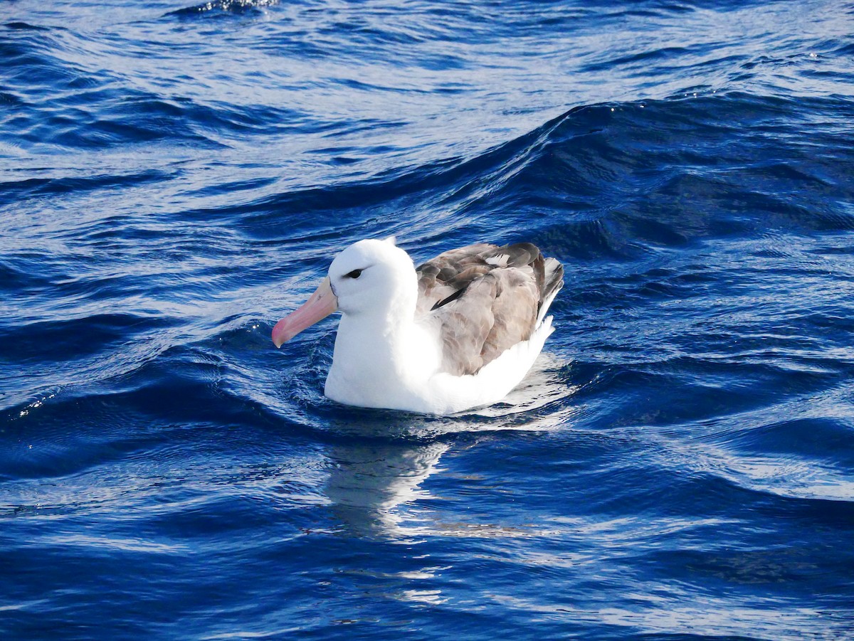 albatros černobrvý (ssp. melanophris) - ML619759563