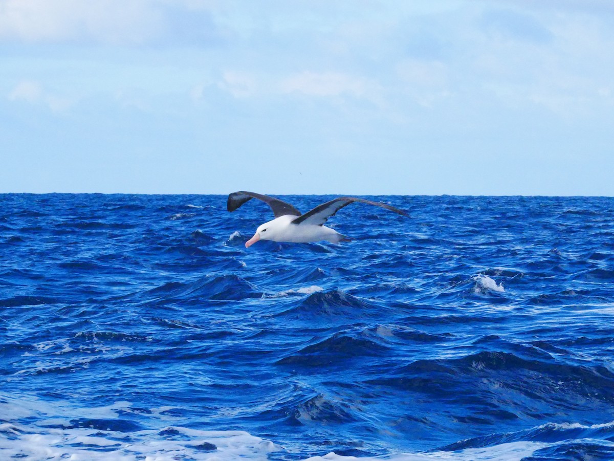 Чернобровый альбатрос (melanophris) - ML619759564