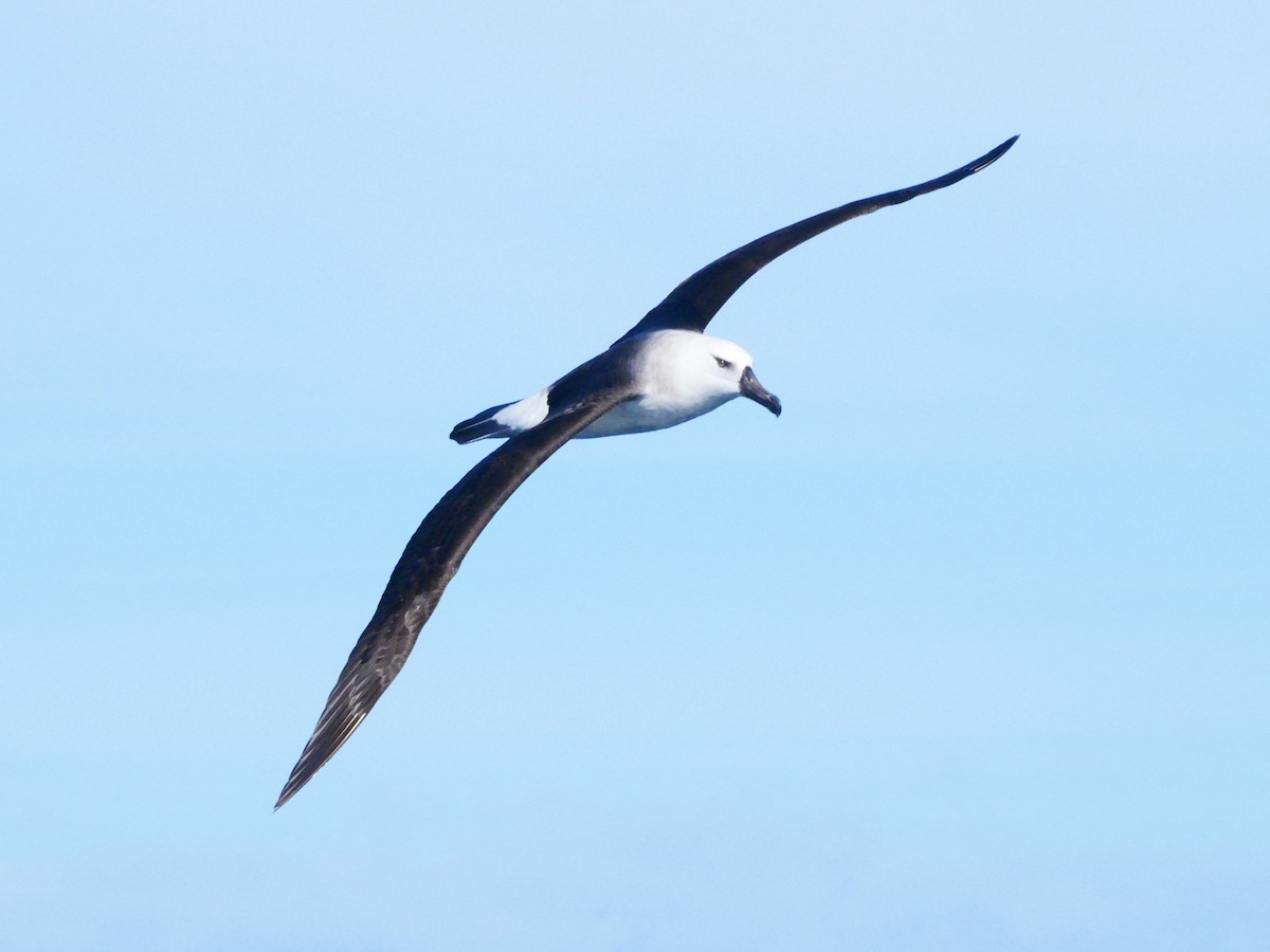 Black-browed Albatross (Campbell) - ML619759566