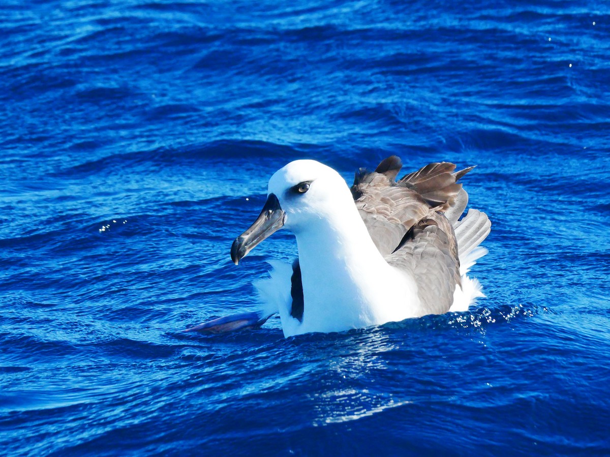 Albatros bekainduna (impavida) - ML619759573
