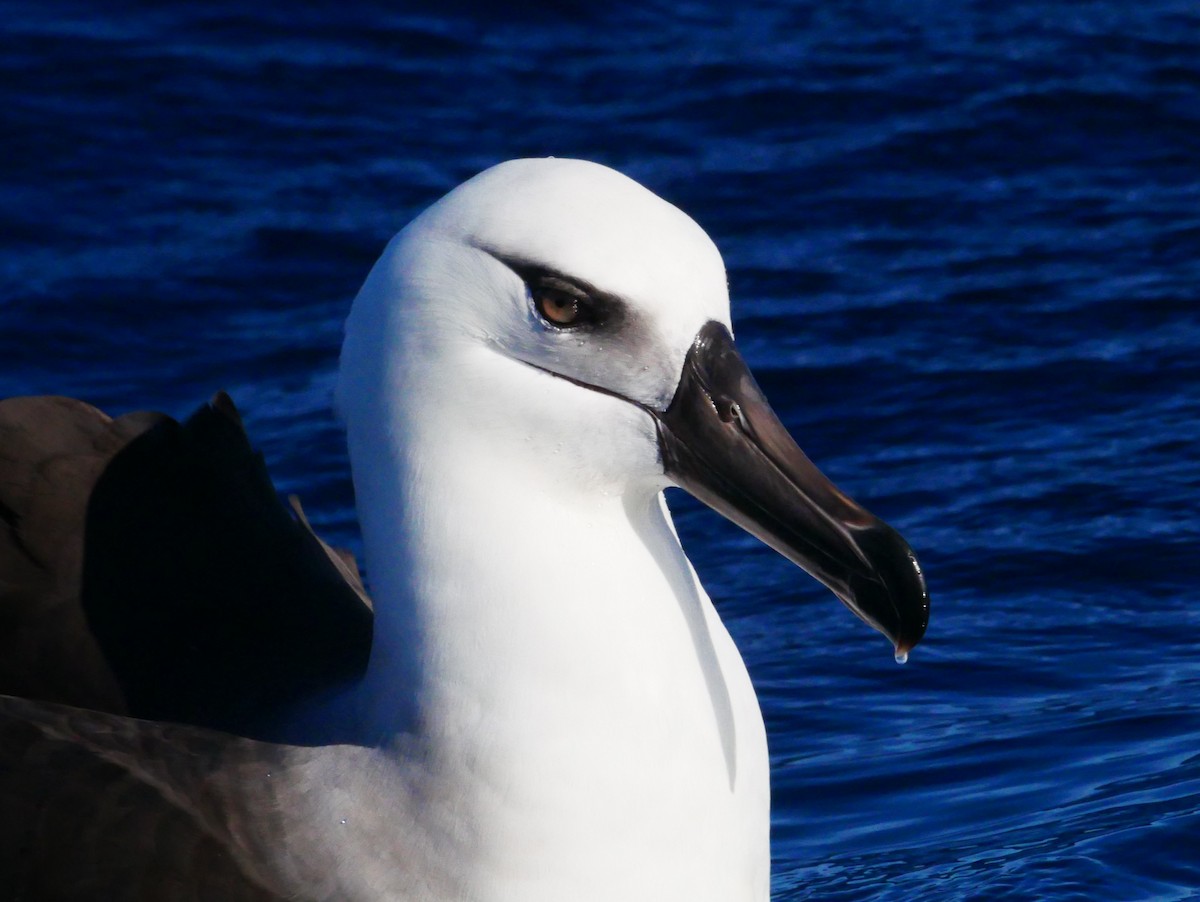 Albatros bekainduna (impavida) - ML619759574